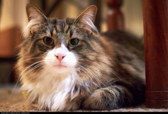 Do You Know Your Cat Or Dog's Age